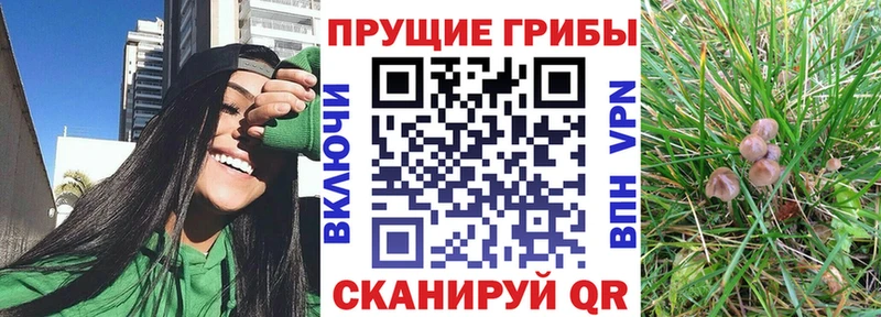 Псилоцибиновые грибы GOLDEN TEACHER  Купить  Кувшиново 
